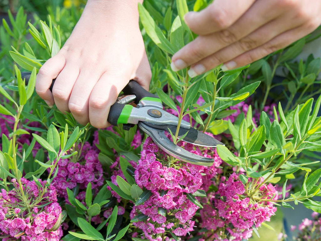 Wanneer en hoe snoei je buitenplanten? Leer het in deze how-to-snoei!