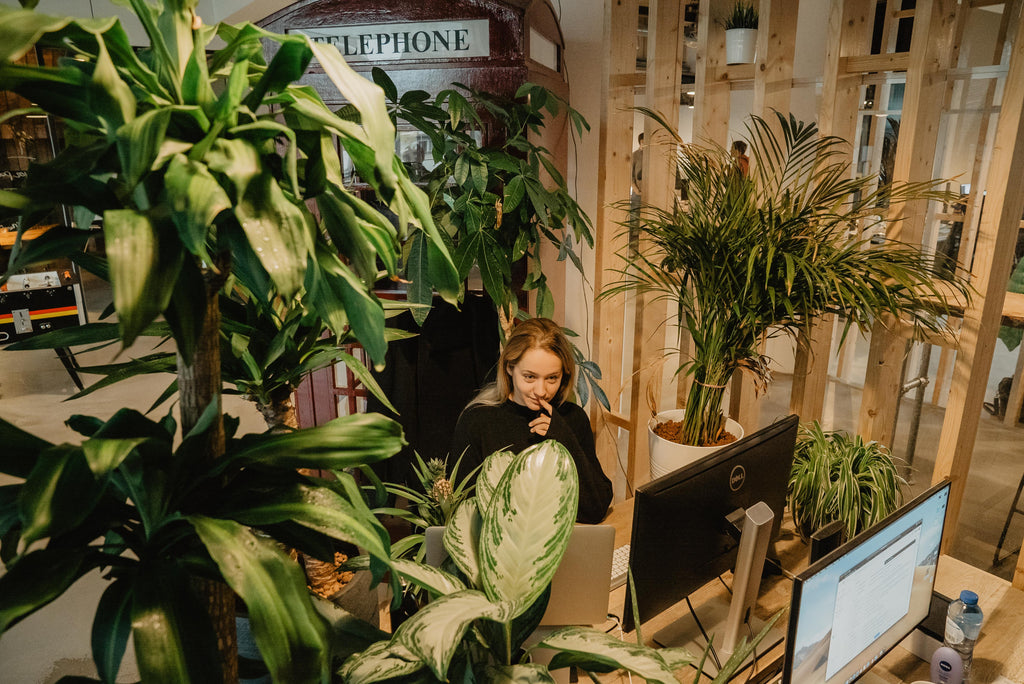 Waarom planten op kantoor nemen?