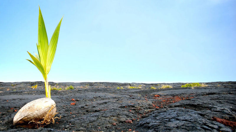 Je eerste plant.