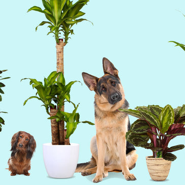 Huisdier? Dit is waarom je beter een plant kan nemen.