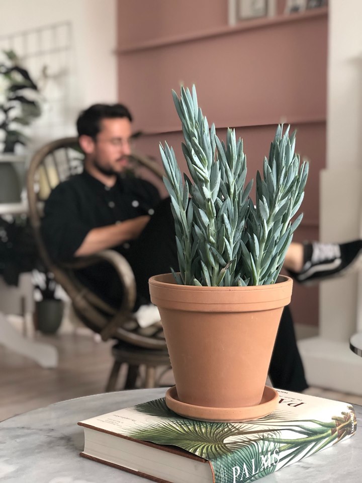 De vetste (vet)planten voor een dikke zomer!