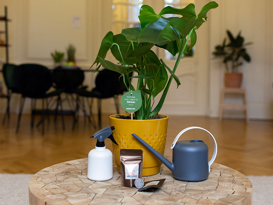 Dit is hoe je jouw kamerplanten het beste kan verzorgen