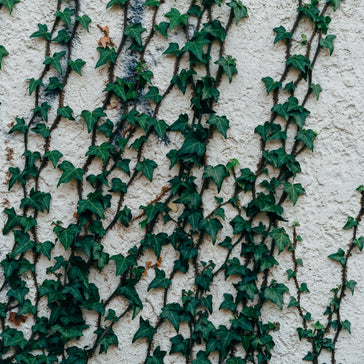 Klimhulp: zo begeleid je klimplanten