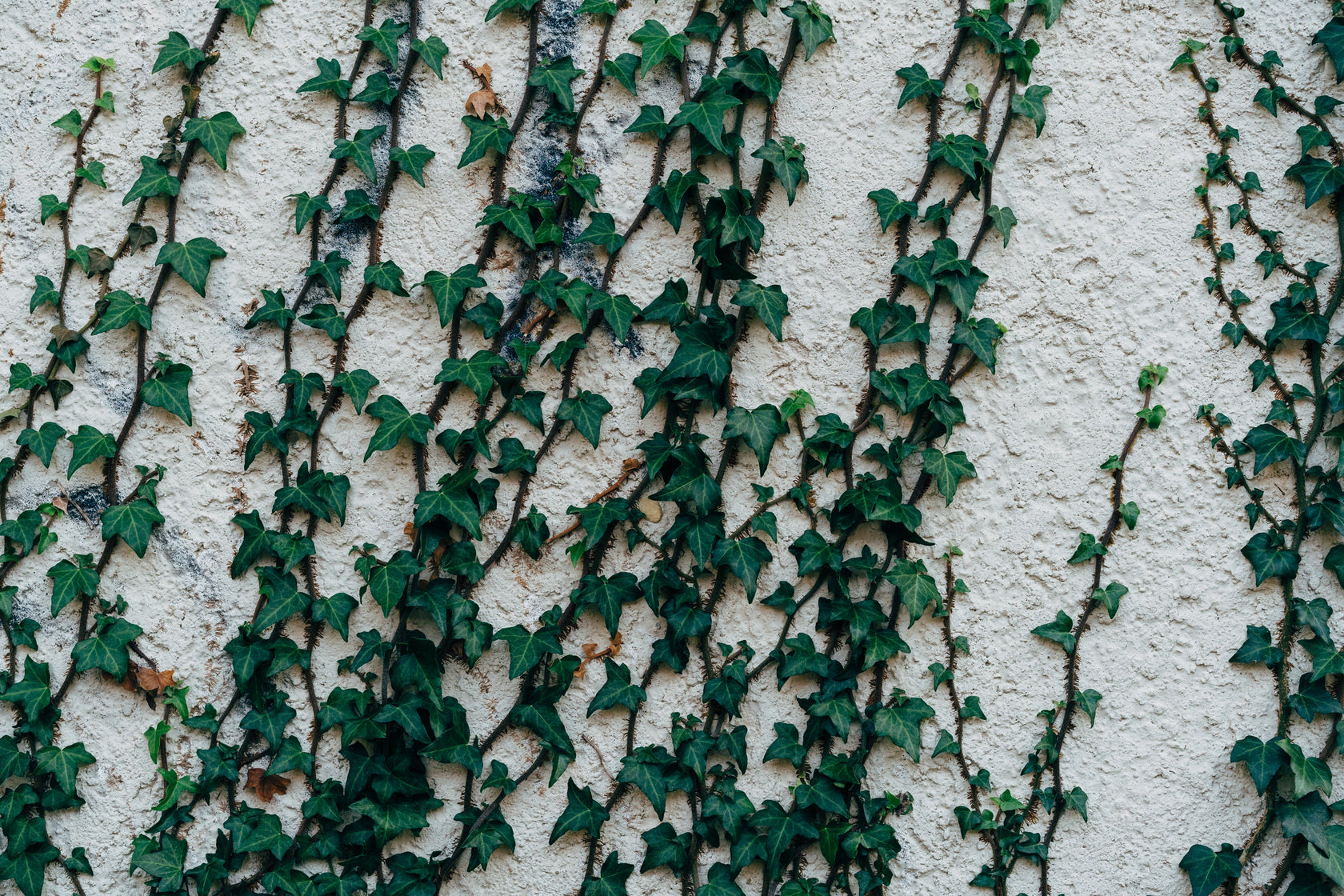 Klimhulp: zo begeleid je klimplanten