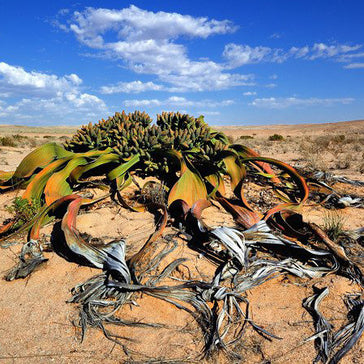 De 10 raarste planten die je in de natuur tegenkomt
