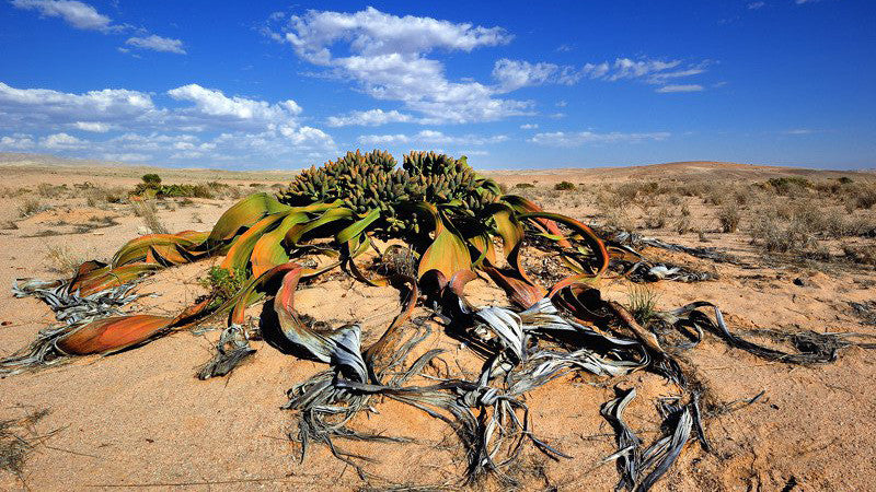 De 10 raarste planten die je in de natuur tegenkomt