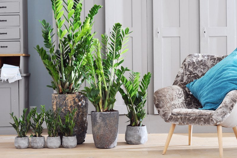 Zamioculcas, jouw makkelijke krachtpatser