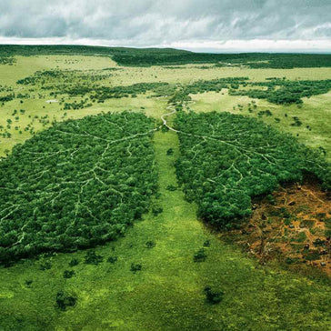 Hoe produceren planten zuurstof?