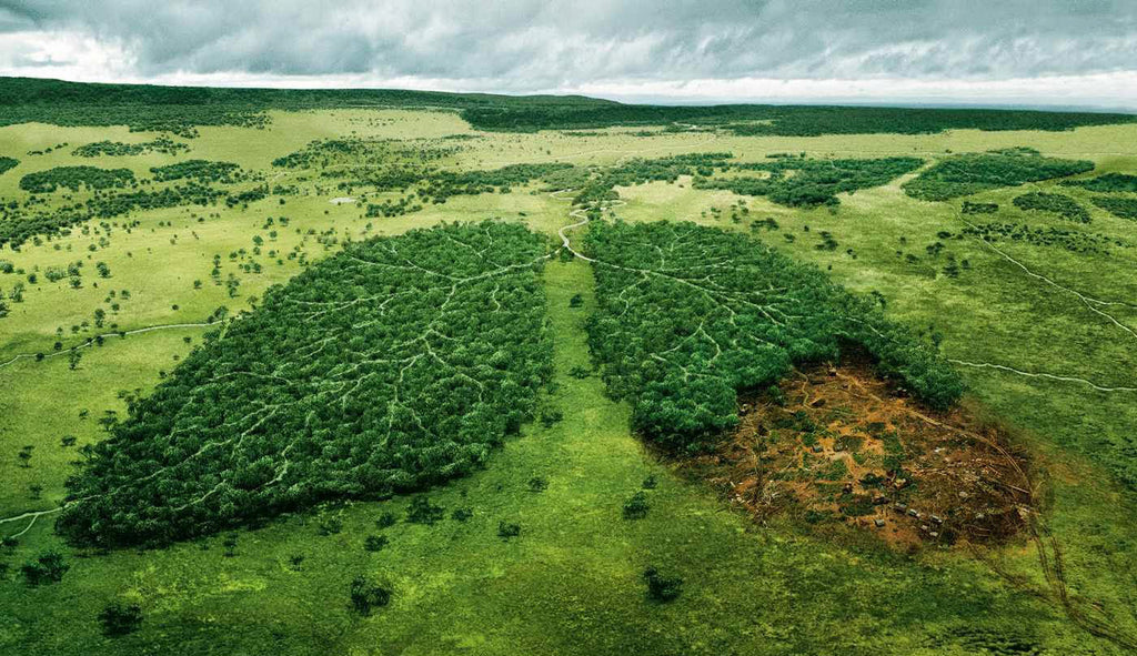 Hoe produceren planten zuurstof?