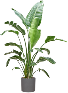 Strelitzia nicolai (Paradijsvogelplant) (XXL)