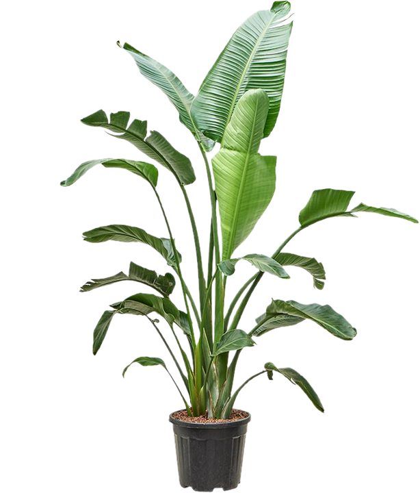 Strelitzia nicolai (Paradijsvogelplant) (XXL)