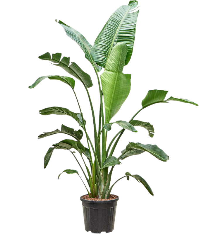 Strelitzia nicolai (Paradijsvogelplant) (XXL)