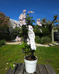 Roze bosrank (Clematis Montana Fincent) (M) inspiratie 2