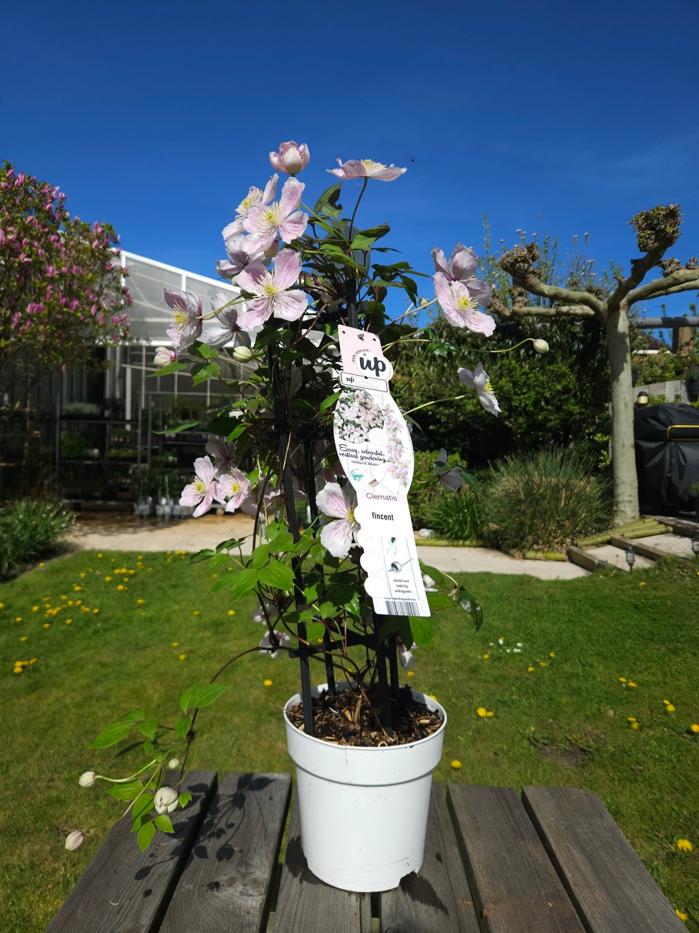 Roze bosrank (Clematis Montana Fincent) (M) inspiratie 2