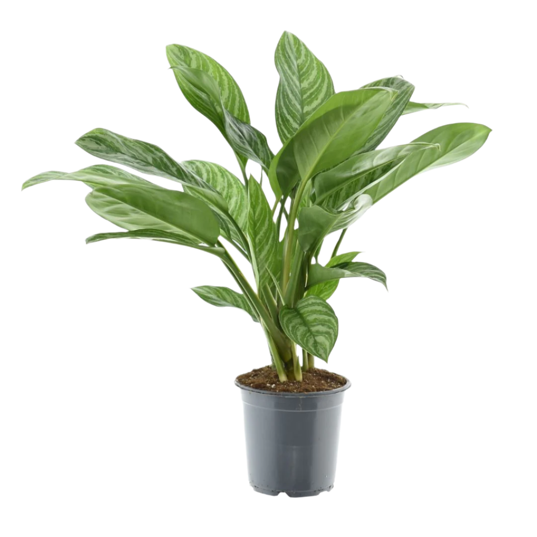 aglaonema stripes intratuin Aglaonema stripes (Chinese Evergreen) (70cm) online kopen