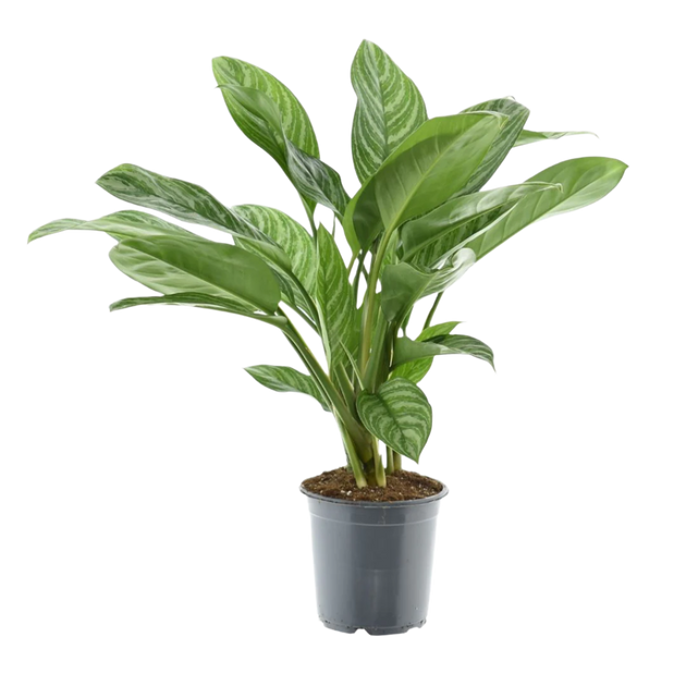 aglaonema stripes stekken Aglaonema stripes (Chinese Evergreen) (70cm) online kopen