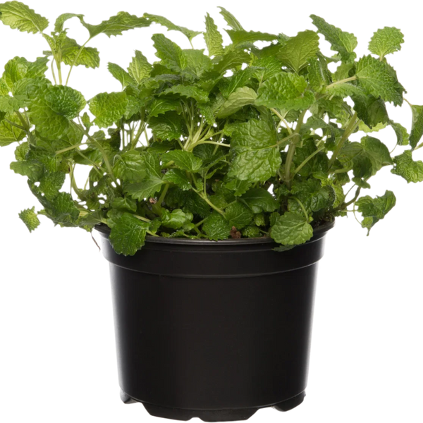 Citroenmelisse (Melissa officinales) – Plantsome