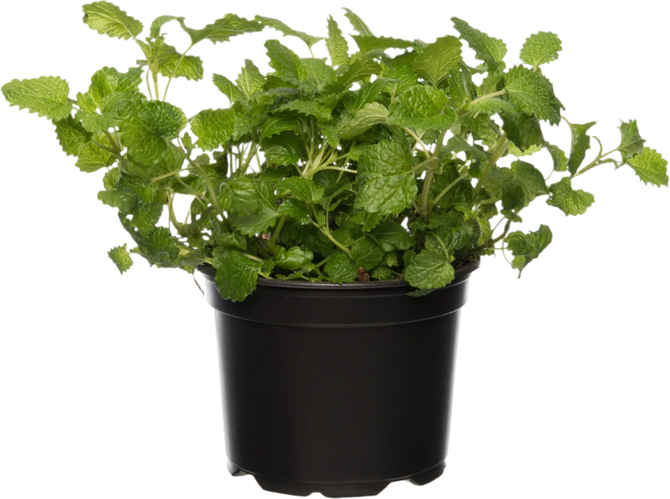 Citroenmelisse (Melissa officinales)