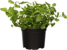 Citroenmelisse (Melissa officinales)