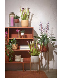 inspiratie-1