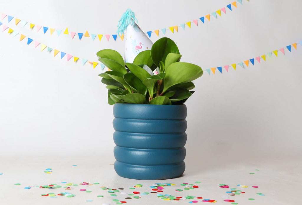 Huisje. Plantje. Feestje!