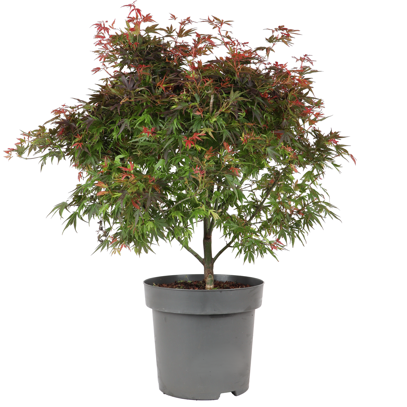 Japanse esdoorn (Acer palmatum) (XL)