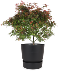 Japanse esdoorn (Acer palmatum) (XL)