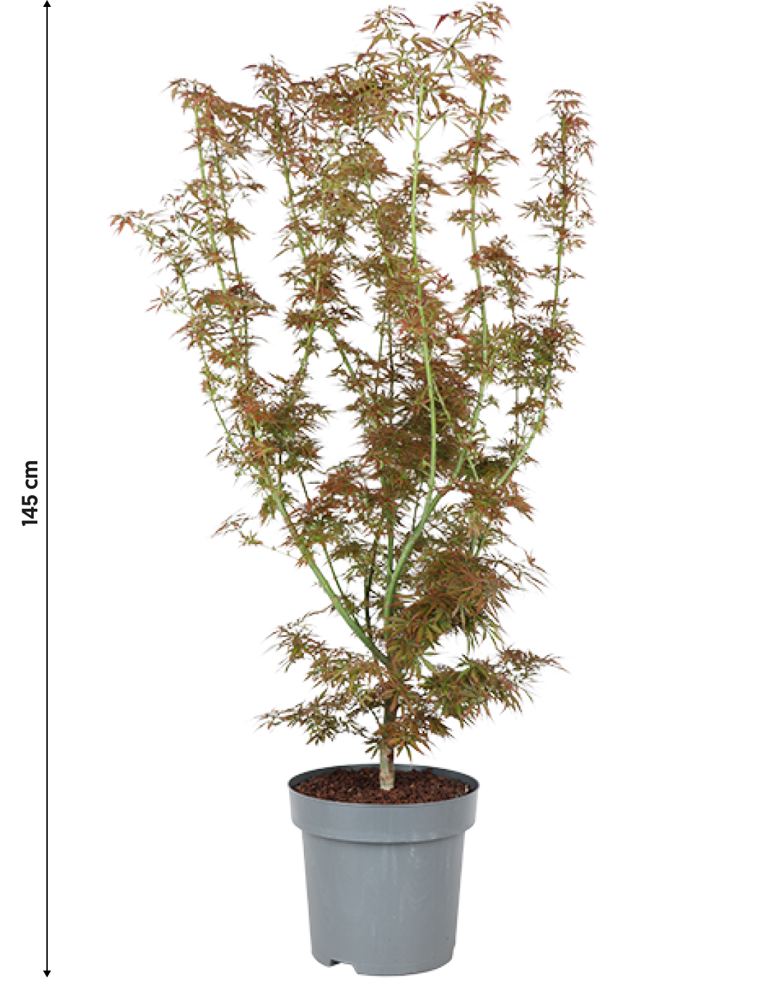 Japanse esdoorn (Acer palmatum Jerre Schwartz) (XL)