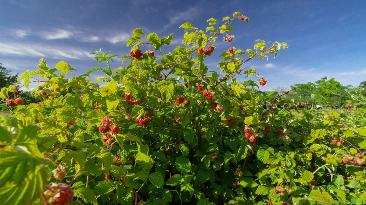 Framboos (Rubus ideaus) (L) inspiratie 2