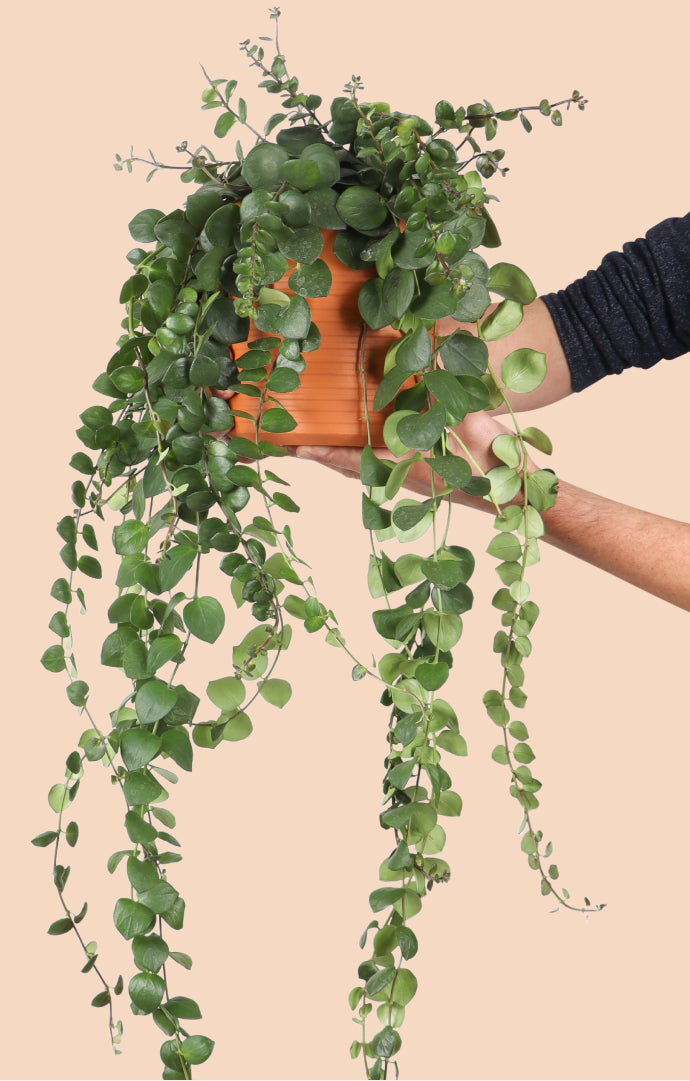 inspiratie