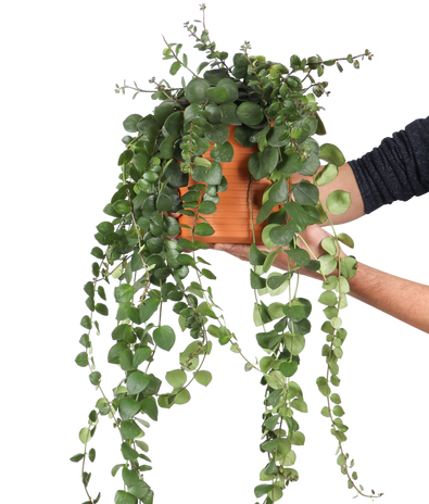 Hangplanten, koop ze online bij Plantsome – Pagina