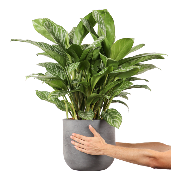 aglaonema stripes stekken Aglaonema stripes (Chinese Evergreen)