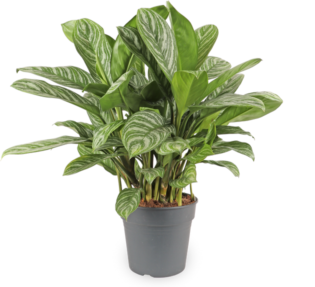 aglaonema kopen Aglaonema stripes (Chinese Evergreen)