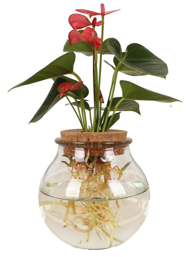 anthurium kwekerij westland Anthurium op water