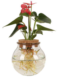 Anthurium op water