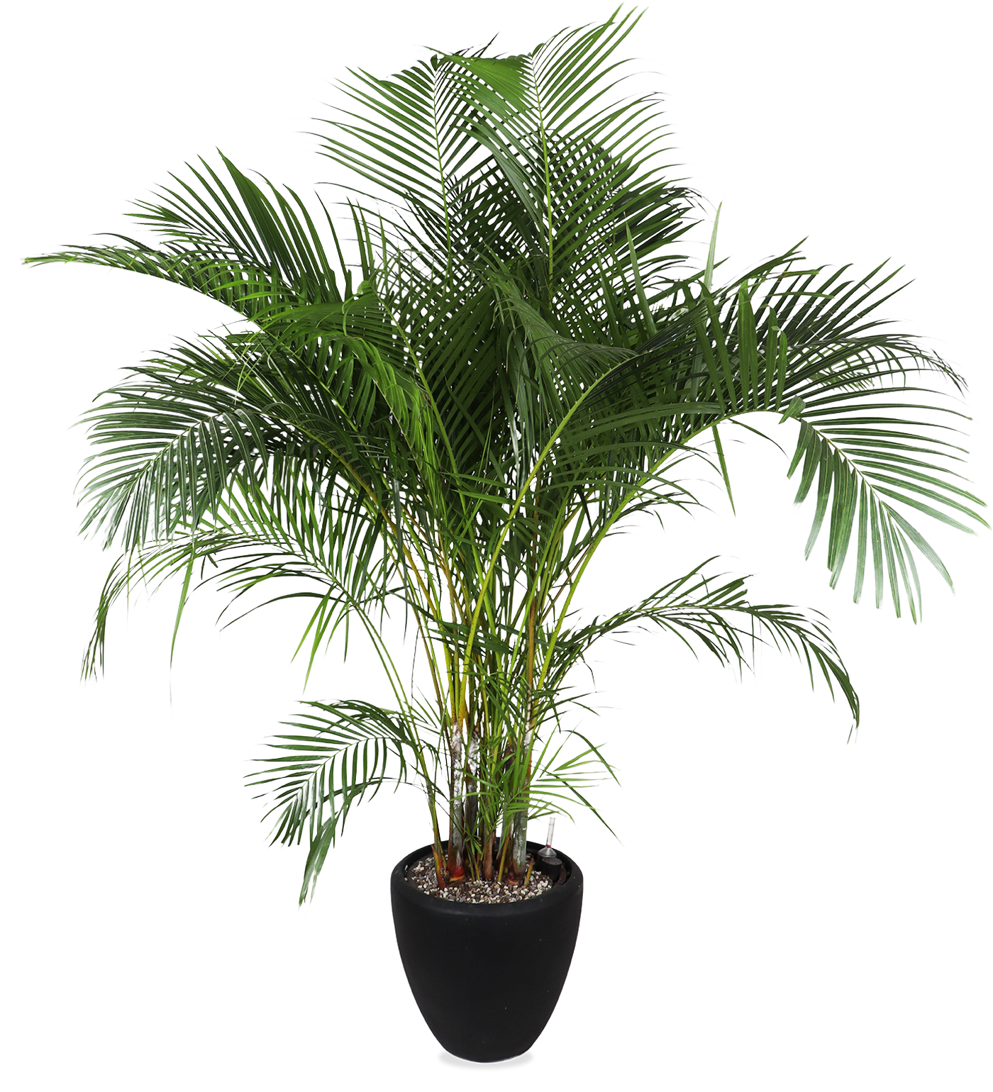 Areca opgemaakt in Baq pot