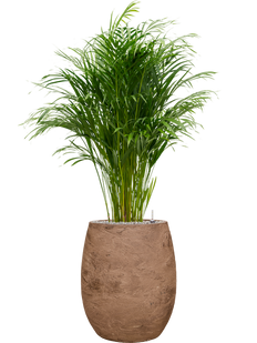 Areca opgemaakt in Baq algar pot