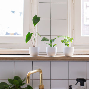 Kleine plantpakketten