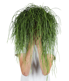 Rhipsalis baccifera (Koraalcactus) (M)