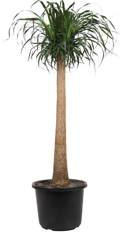 Beaucarnea (Olifantenpoot) (XL)