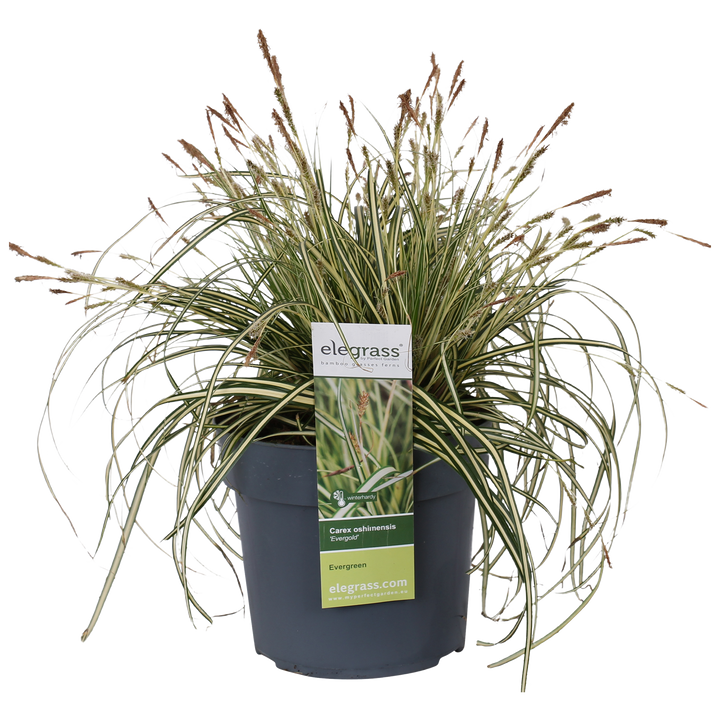 Bontbladige zegge (M) (Carex hachijoensis "evergold")
