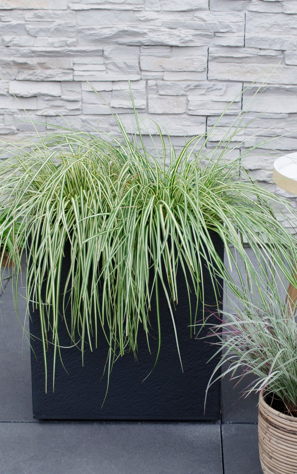 Bontbladige zegge (M) (Carex hachijoensis "evergold")