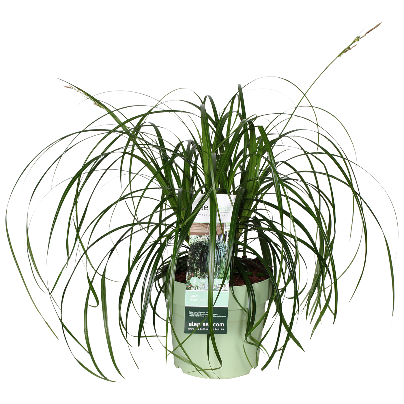 Zegge (M) (Carex osh. Ribbon Falls)