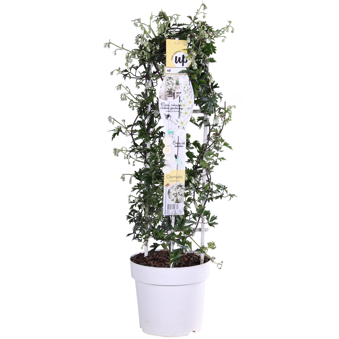 Vroeg Bloeiende Bosrank (M) (Clematis Cartmanii 'Avalanche)