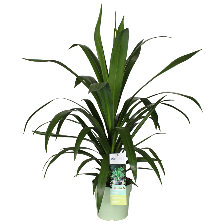 Koolpalm (M) (Cordyline Emerald Star)