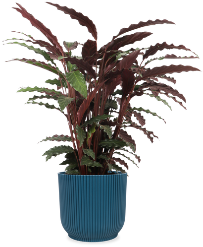 Calathea rufibarba (Pauwenplant) (M)