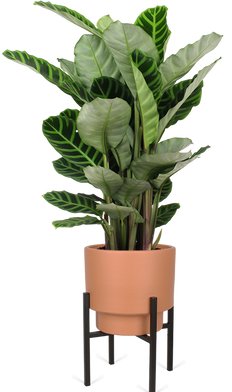 Calathea zebrina (Pauwenplant) (M)