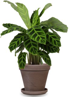 Calathea Zebrina (Pauwenplant) (S)