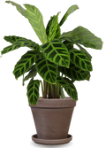 Schaduwplanten