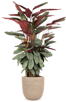 Calathea Silverstar (XL)